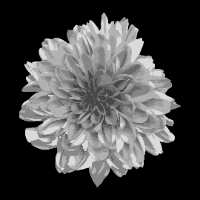 Condomínio Dahlia