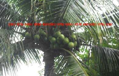 Imagem 5: SITIO EM VITORIA DE SANTO ANTÃO