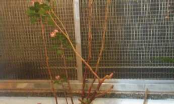 Imagem 2: Apartamento com 1 Dormitorio(s) localizado(a) no bairro Abel Figueiredo em Barra Seca (Sã