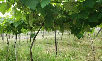 Imagem 4: Sítio com 4 Dormitorio(s) localizado(a) no bairro em Brotas (Miraíma) / Rio Grande do Su