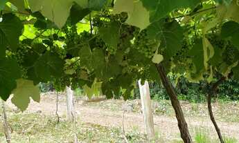 Imagem 5: Sítio com 4 Dormitorio(s) localizado(a) no bairro em Brotas (Miraíma) / Rio Grande do Su