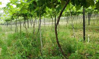 Imagem 6: Sítio com 4 Dormitorio(s) localizado(a) no bairro em Brotas (Miraíma) / Rio Grande do Su