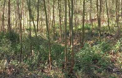 Imagem 2: Área de terras em Presidente Lucena