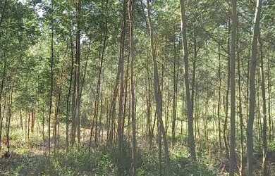 Imagem 4: Área de terras em Presidente Lucena