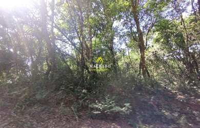 Imagem 5: Área de terras em Lindolfo Collor