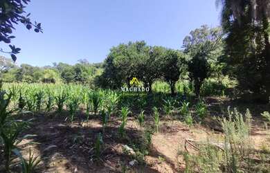 Imagem 2: Área de terras em Lindolfo Collor