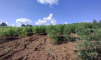 Imagem 2: Excelente área de terras