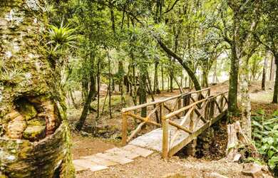 Imagem 6: Chácara com 2 Dormitorio(s) localizado(a) no bairro em São Francisco de Paula / Rio Gran