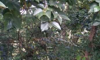 Imagem 3: Área de terra à venda