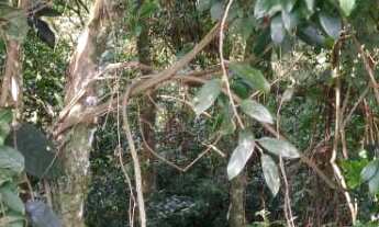 Imagem 4: Área de terra à venda