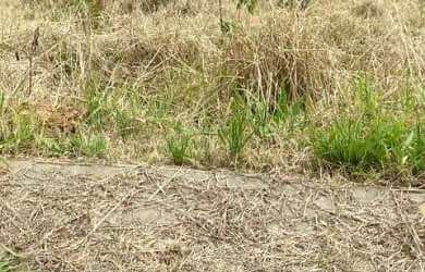 Imagem 5: Oportunidade Única !!!!