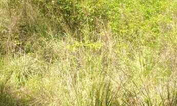 Imagem: Terreno a Venda em Nova Petrópolis