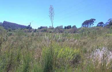 Imagem 2: Terreno bairro Monte Bérico