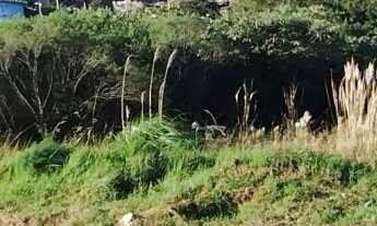 Imagem: Terreno com 3 Dormitorio(s) localizado(a)