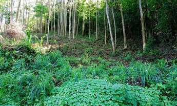 Imagem 7: LINDA ÁREA DE TERRA COM BELA VISTA EM PICADA CAFÉ!!