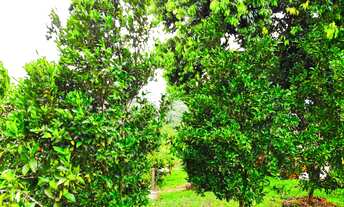 Imagem 7: CASA IDEAL PARA VOCÊ QUE QUER FAZER UM EXCELENTE INVESTIMENTO