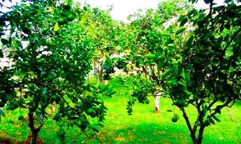 Imagem 4: SITIO DOS SONHOS EM PRESIDENTE LUCENA!