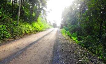 Imagem: 40 HECTARES COM 3 VARIEDADES DE EUCALIPTOS