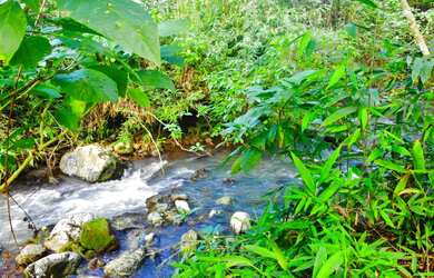 Imagem 3: 40 HECTARES COM 3 VARIEDADES DE EUCALIPTOS E UMA LINDA CASCATA