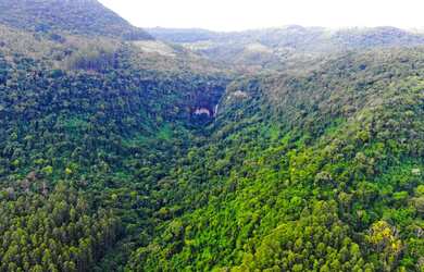 Imagem 6: 40 HECTARES COM 3 VARIEDADES DE EUCALIPTOS E UMA LINDA CASCATA