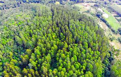 Imagem 7: 40 HECTARES COM 3 VARIEDADES DE EUCALIPTOS E UMA LINDA CASCATA