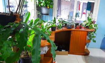 Imagem: CASA AMPLA EM TERRENO GRANDE COM MUITAS