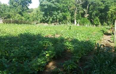 Imagem 2: TERRENO NO BAIRRO FAZENDA PIRES