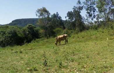 Imagem 4: Sítio com 3 Dormitorio(s) localizado(a) no bairro Açoita Cavalo em Rolante / Rio Grande d
