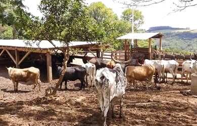 Imagem 6: Sítio com 4 Dormitorio(s) localizado(a) no bairro Gloria em Rolante / Rio Grande do Sul R