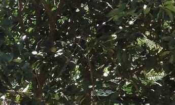 Imagem 7: CHÁCARA NO BAIRRO FAZENDA PIRES