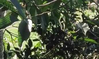 Imagem 4: CHÁCARA NO BAIRRO FAZENDA PIRES