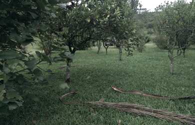 Imagem 6: Chácara no Interior de Taquara