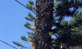 Imagem: Casa com 1 Dormitorio(s) localizado(a) no