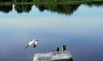 Imagem 7: Fazenda com 409 hectares em Poconé/MT