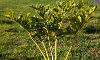 Imagem 4: Condomínio Verana Várzea Grande