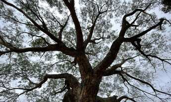 Imagem 7: Chácara em Barão de Melgaço/MT