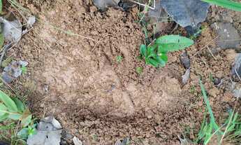 Imagem 2: Fazenda com 336 hectares em Chapada dos Guimarães/MT