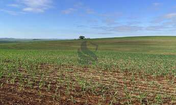 Imagem 5: Imóvel rural em Ourizona: confira essa oferta especial!