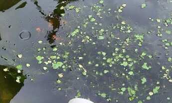 Imagem 4: CASA EM ALVENARIA