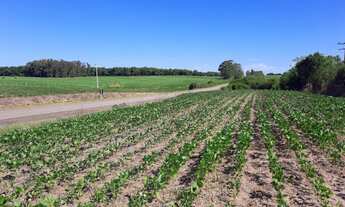 Imagem 5: Terras para soja