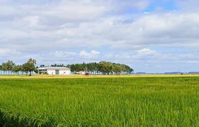 Imagem 5: 260 Há lavoura de arroz A VENDA!