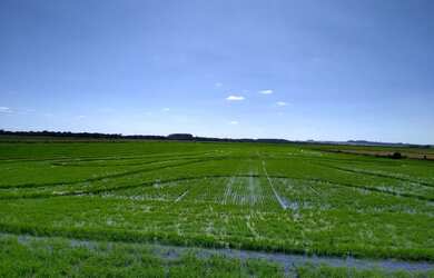 Imagem 4: 260 Há lavoura de arroz A VENDA!