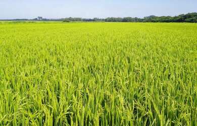 Imagem 2: 260 Há lavoura de arroz A VENDA!