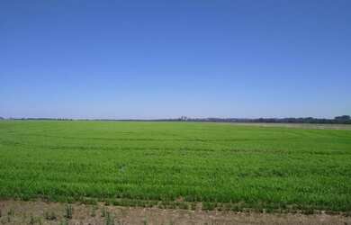 Imagem 6: 260 Há lavoura de arroz A VENDA!