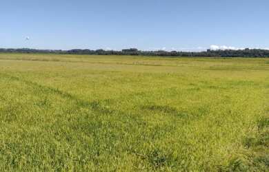 Imagem 3: 260 Há lavoura de arroz A VENDA!