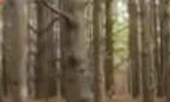 Imagem: Fazenda localizado(a) no bairro em Mostardas