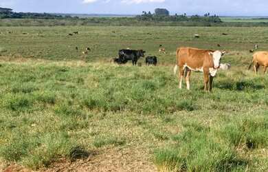 Imagem 2: Fazenda localizado(a) no bairro em Guaíba / Rio Grande do Sul Ref.:58