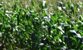 Imagem: Área de Terra localizado(a) no bairro Nova