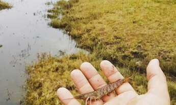 Imagem 4: 208 HECTARES NO LITORAL