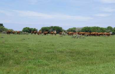 Imagem 6: 208 HECTARES NO LITORAL